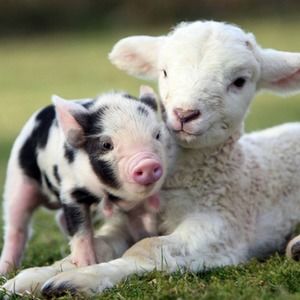 Meet your Posher, Gracelynn